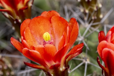 Hedgehog Barrel Cactus Flowers